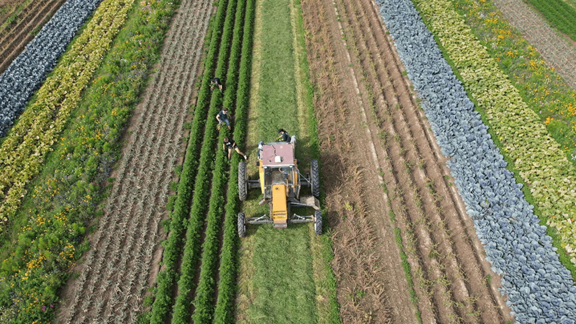 Traktor in het het veld.